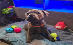 Staffordshire Bull Terrier dogs for sale: Stunning Staffordshire bull terrier pups  - Image 23
