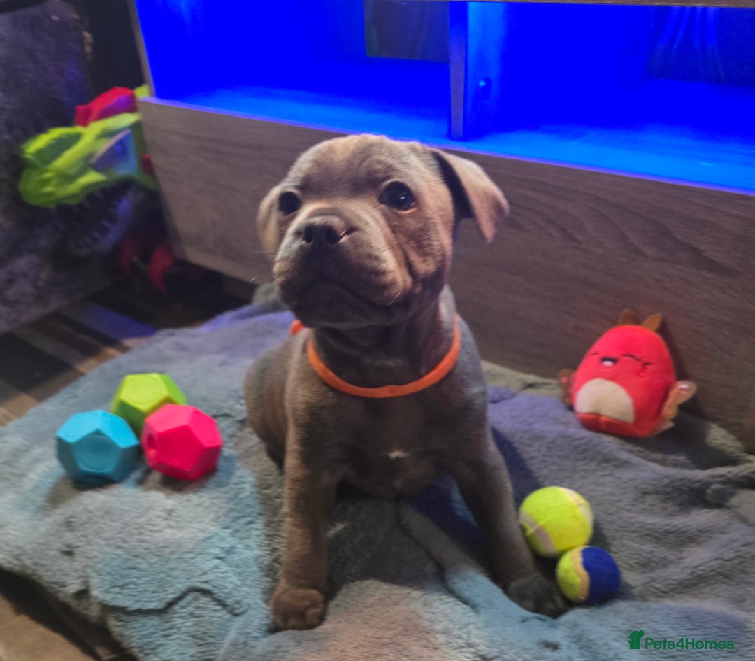 Staffordshire Bull Terrier dogs for sale: Stunning Staffordshire bull terrier pups  - Image 23