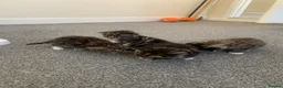 Mixed Breed cats for sale: Garfield  in Hull - Advert 15