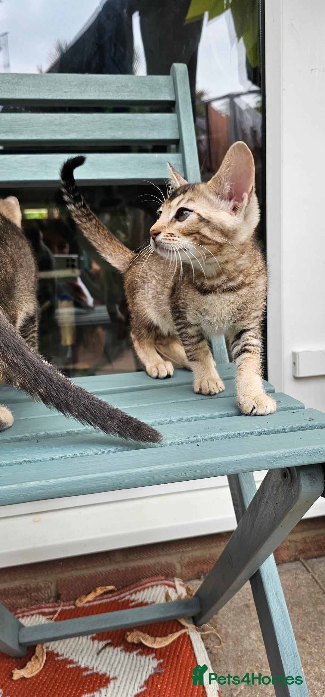 Mixed Breed cats for sale: Abyssinian x Snow Bengal  - Image 20