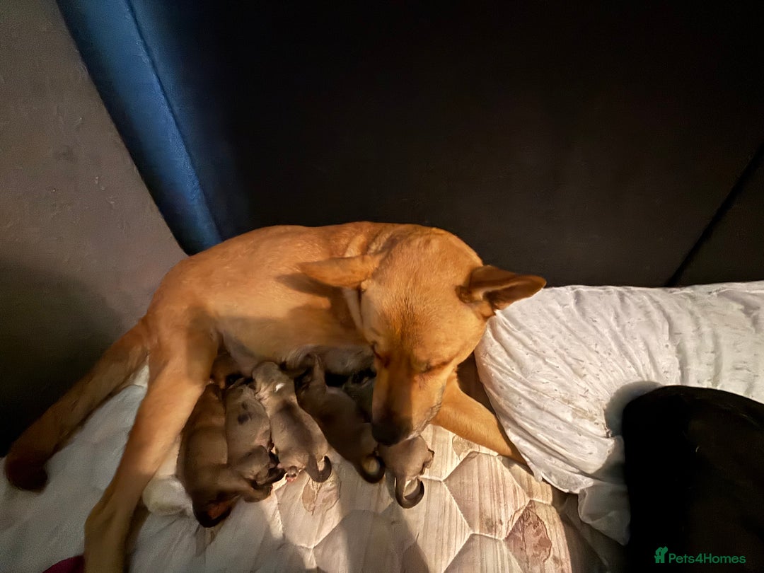 Mixed Breed dogs for sale: Puppies looking for forever homes  - Image 5