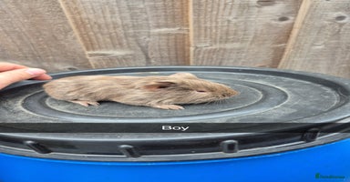 Guinea Pig rodents - Advert 11