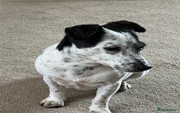 Jack Russell dogs for sale: Bonnie - Advert 4