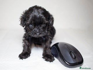 Mixed Breed dogs - Advert 23