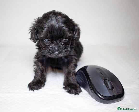 Mixed Breed dogs - Advert 2