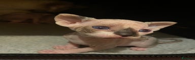 Sphynx Kitten 5