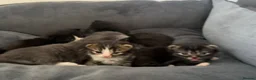 British Longhair cats for sale: 5 adorable kittens  - Advert 20