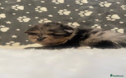 Pomeranian dogs for sale: Stunning litter merl Pomeranian - Image 2