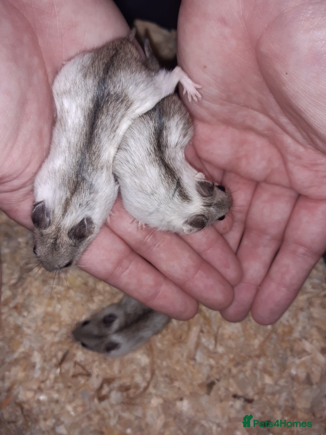 Hamster rodents for sale: Baby Chinese hamsters ready now  - Image 4