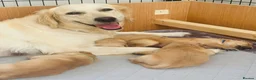 Golden Retriever dogs for sale: KC Registered Golden Retriever Puppies    - Advert 7