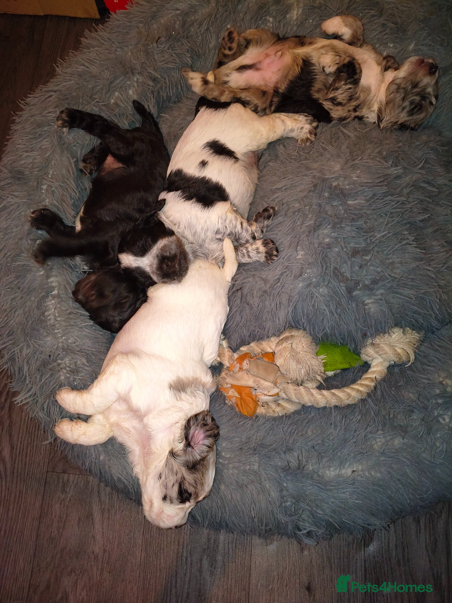 Cocker Spaniel dogs Gorgeous Cocker pups for sale - Advert 3