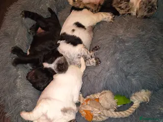 Cocker Spaniel dogs Gorgeous Cocker pups for sale - Advert 3