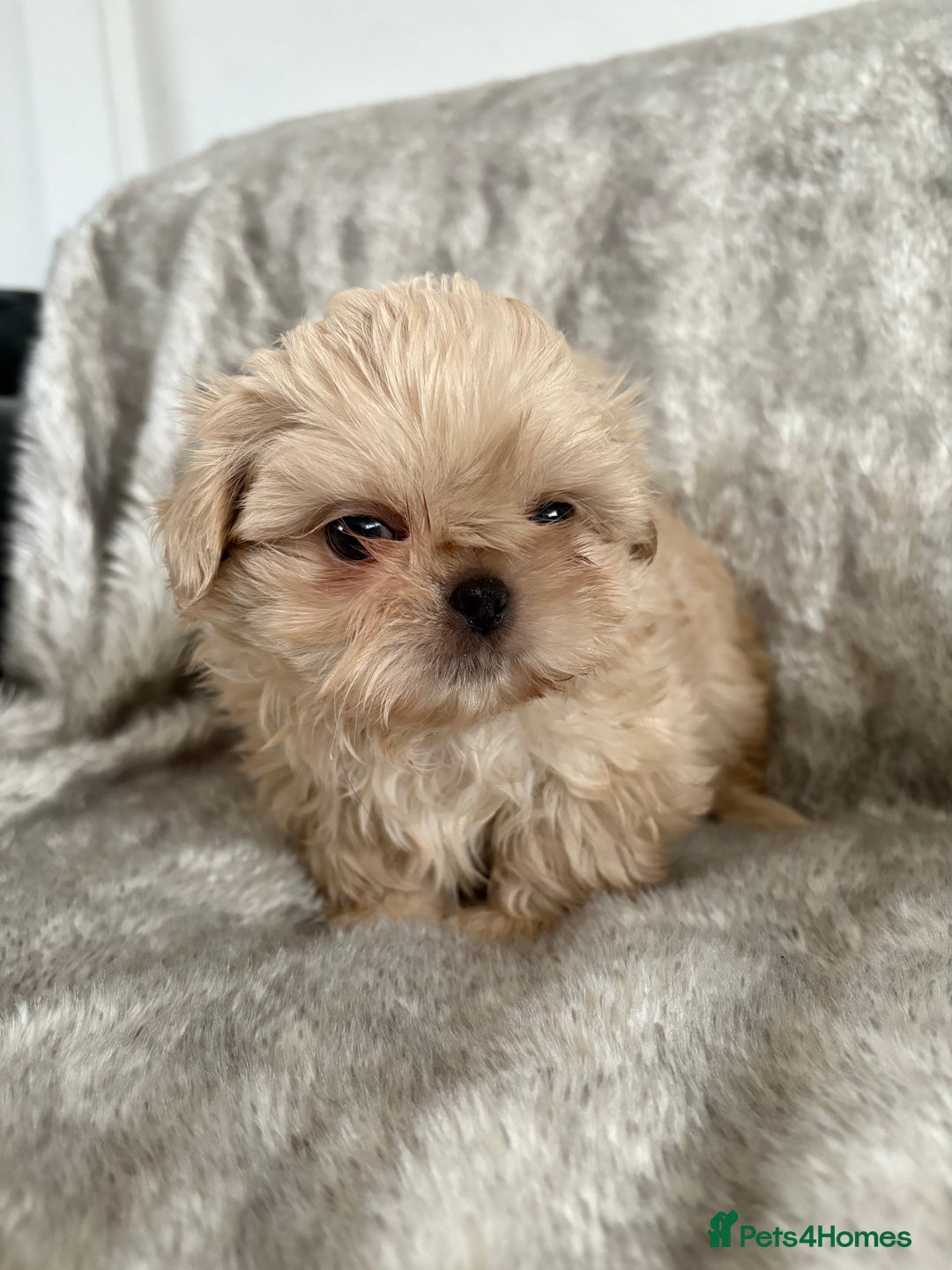 Shih Tzu dogs for sale: Reduced Ready now imperial Shihtzu  - Advert 10