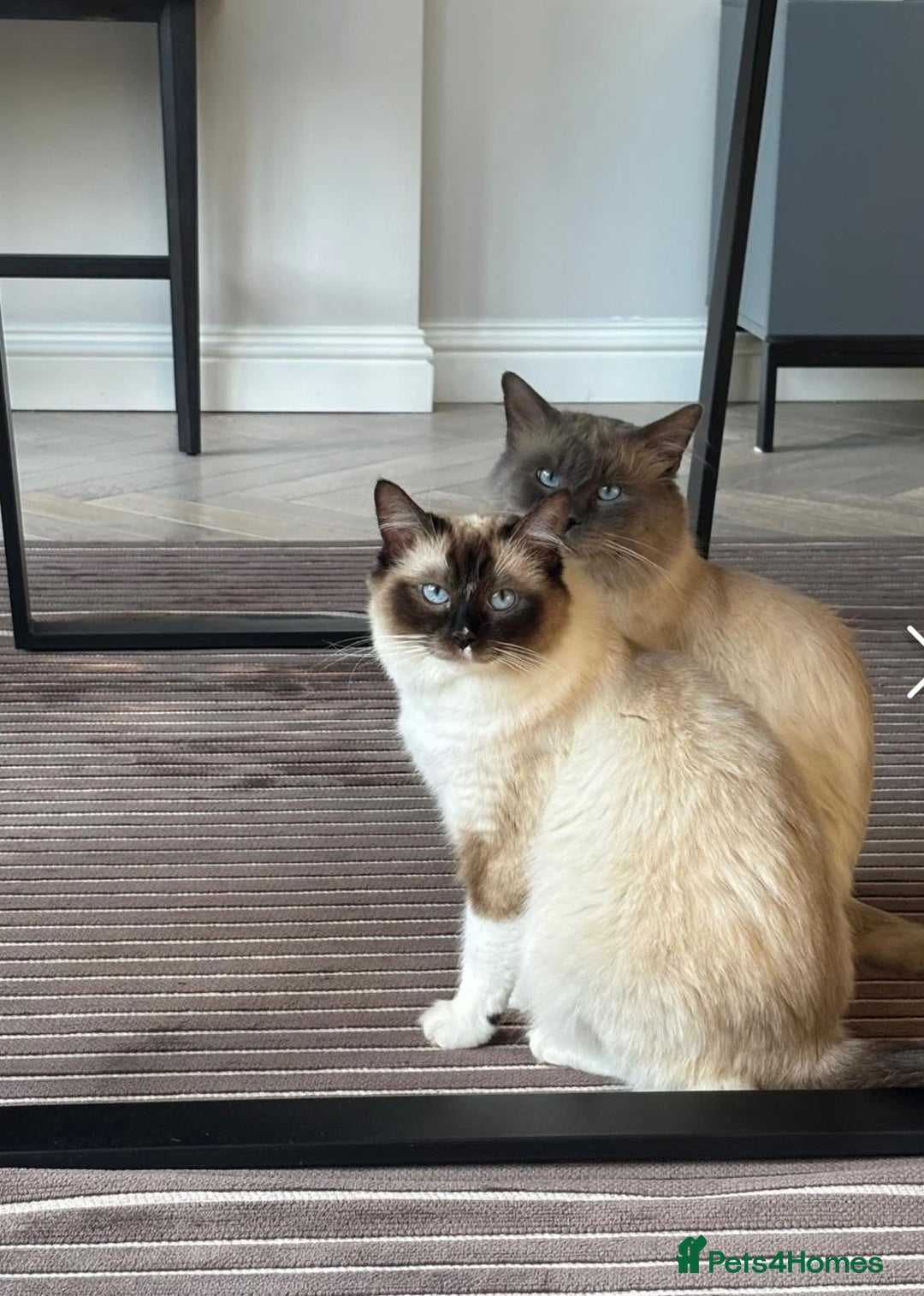 Ragdoll cats for sale: 5 PURE adorable💙💗Ragdolls💗💙ready to leave soon - Advert 6