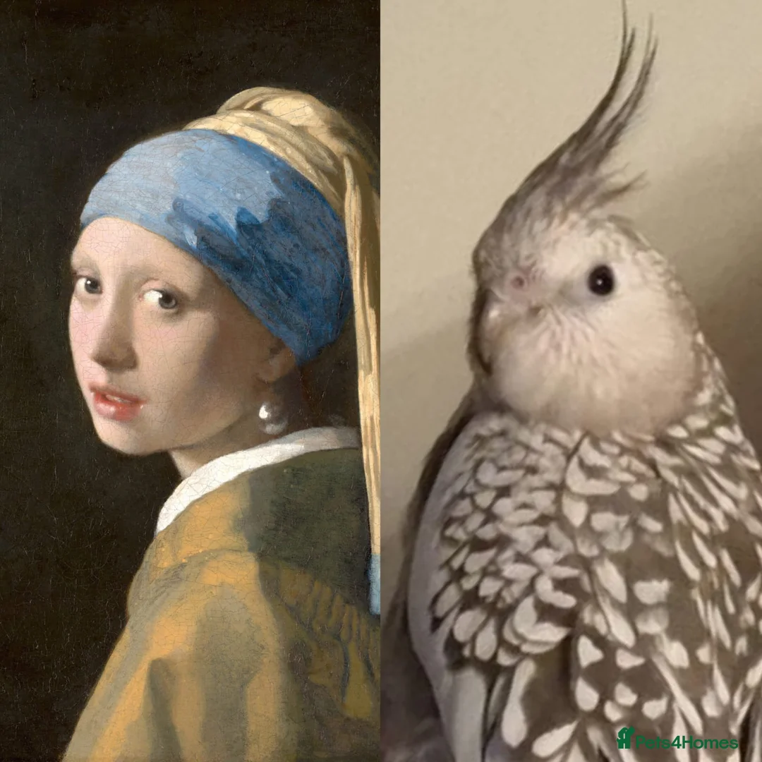 Cockatiels birds for sale: Female Pearl Whiteface Cockatiel - Advert 5