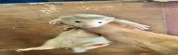 Ferret rodents for sale: Ferrets for sale  - Advert 3