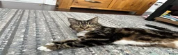 Mixed Breed cats for adoption: Bailey needs a loving home in Basingstoke - Advert 4
