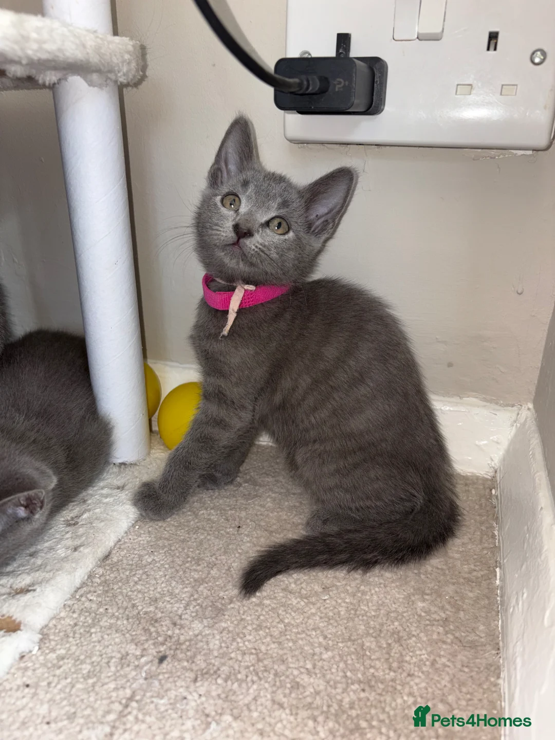 Russian Blue cats for sale: Russian blue x British shorthair in London - Advert 1