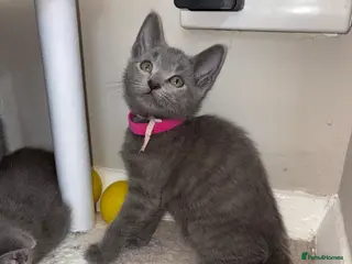 Russian Blue cats Russian blue x British shorthair - Advert 7