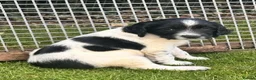 English Springer Spaniel dogs for sale: Stunning KC Registered ESS from working stock - Advert 14