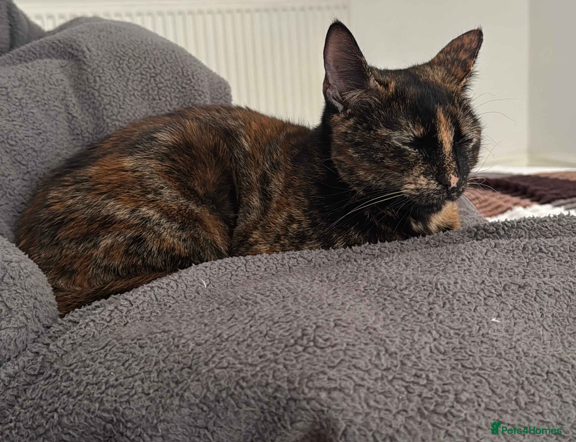 Mixed Breed cats Biscuit! - Advert 2