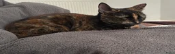 Mixed Breed cats for sale: Biscuit! in Warrington - Advert 1