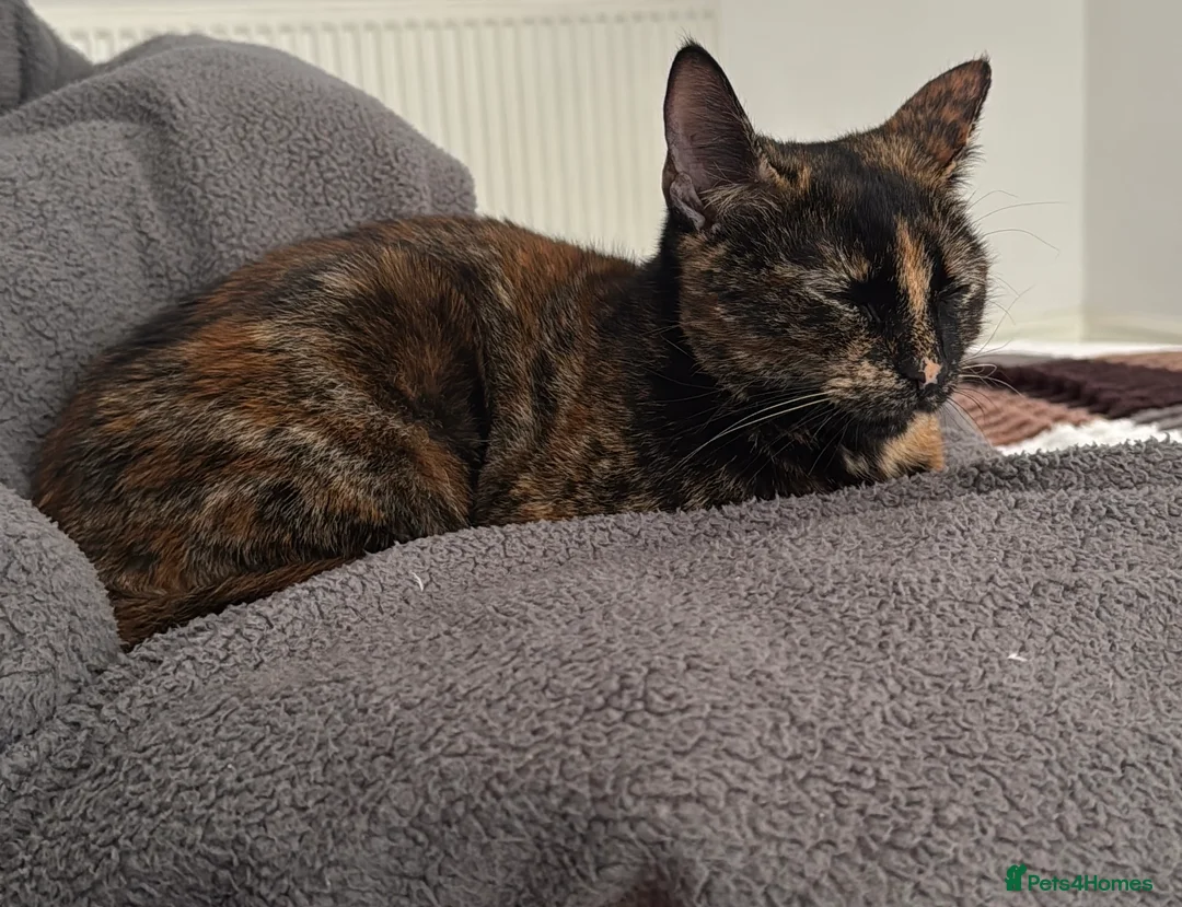 Mixed Breed cats for sale: Biscuit! in Warrington - Advert 1