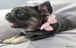French Bulldog dogs for sale: 💖registered champion bloodline french bulldogs💖 - Image 3