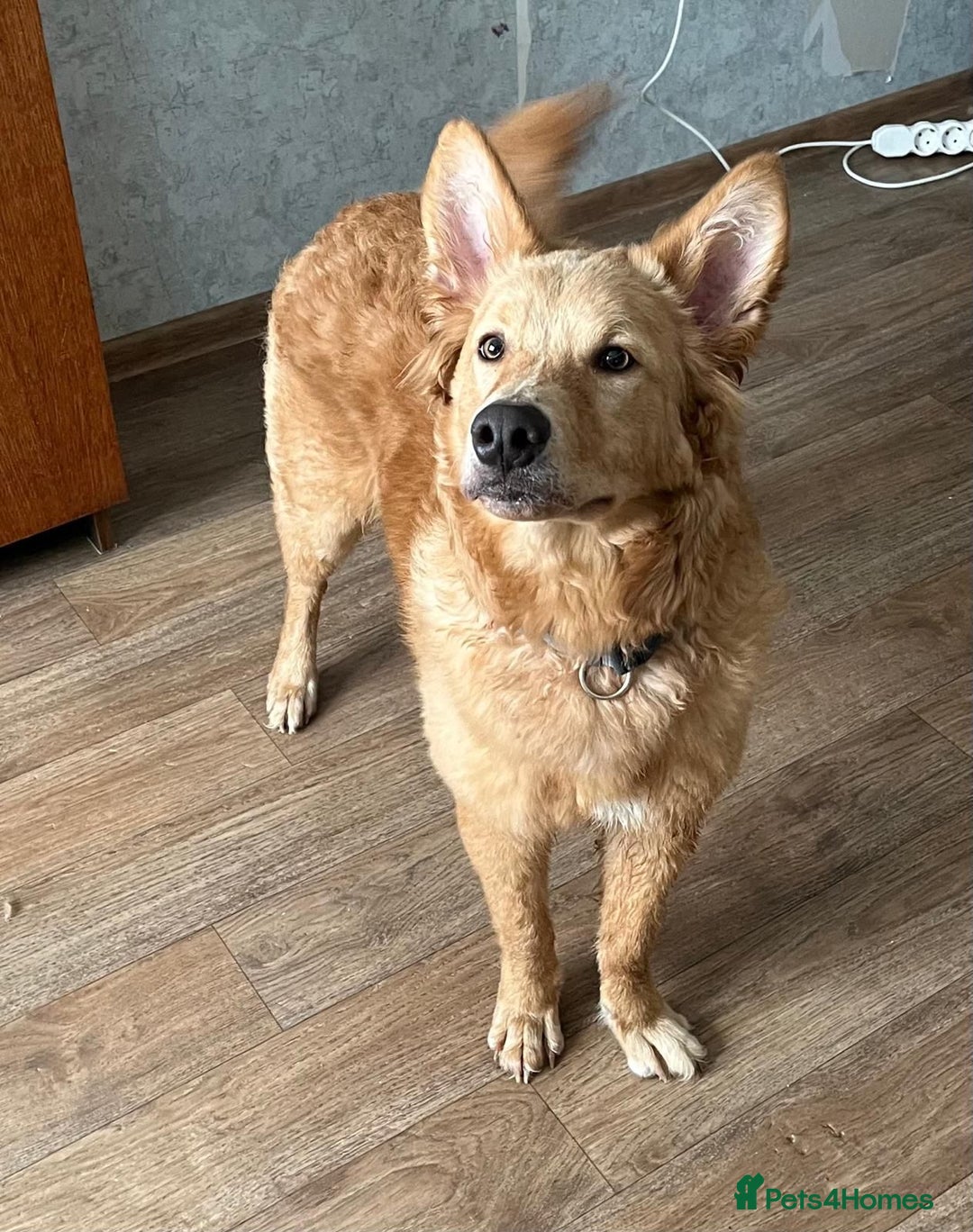 German Shepherd dogs for adoption: MILO – German Shepherd (Male) - Advert 5