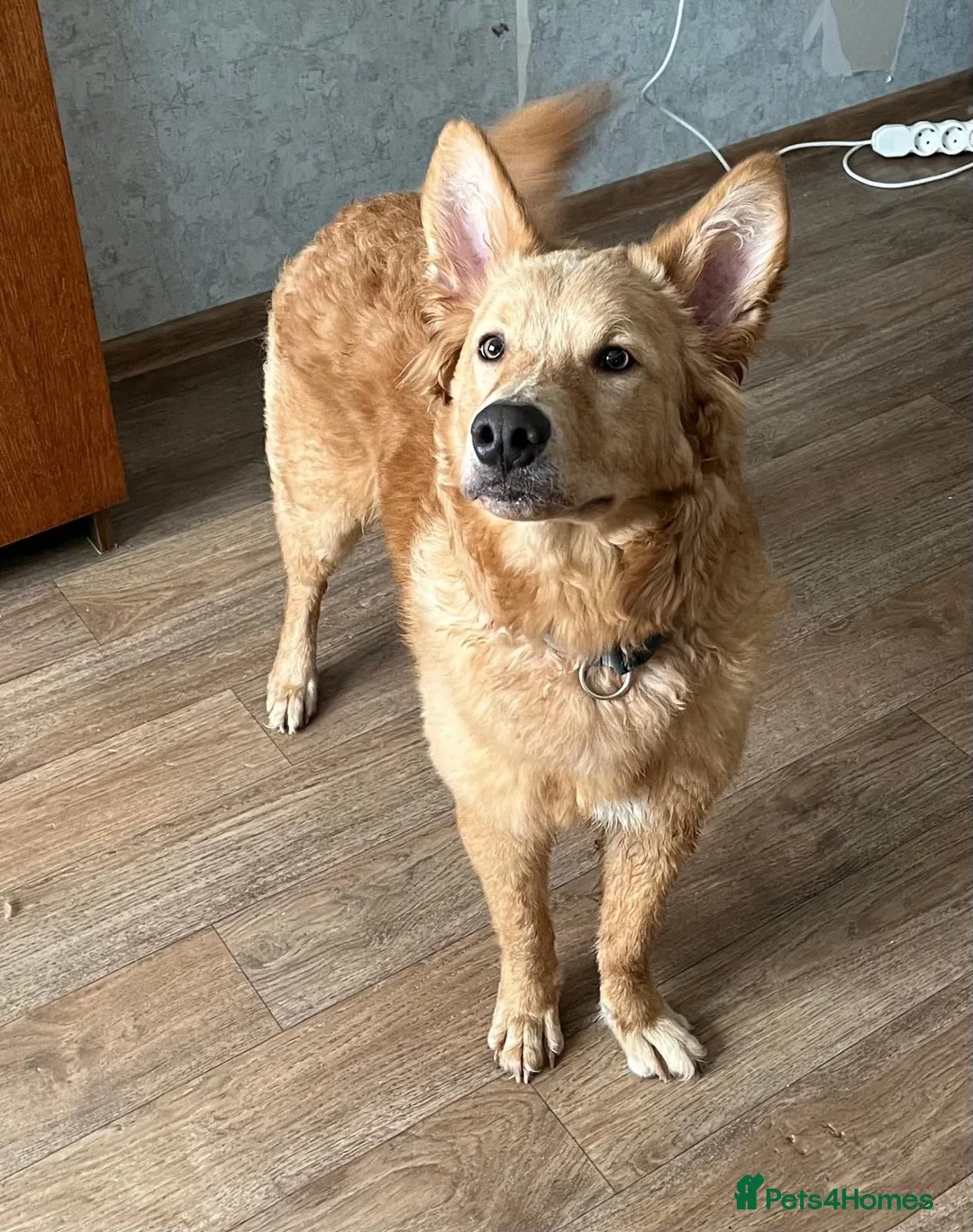 German Shepherd dogs for adoption: MILO – German Shepherd (Male) - Advert 5