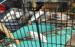 Finches birds for sale: Zebra Finches- born 2025 - Image 2
