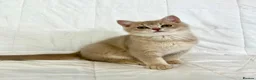 British Shorthair cats for sale: 🐾Purebred BSH Kittens🐾  in London - Advert 6