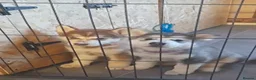 Alaskan Malamute dogs for sale: Alaskan Malamute  - Advert 3