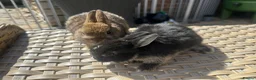 Netherland Dwarf rabbits for sale: Lovely Netherland Dwarf baby rabbits. - Advert 3