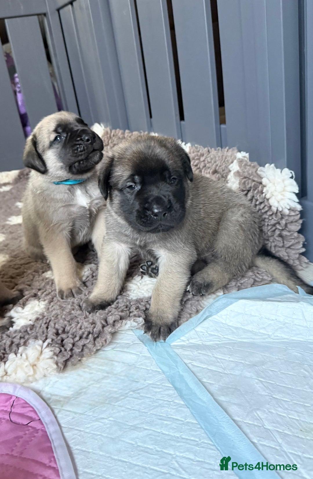 Mastiff dogs for sale: KC English mastiff Puppies  - Advert 13