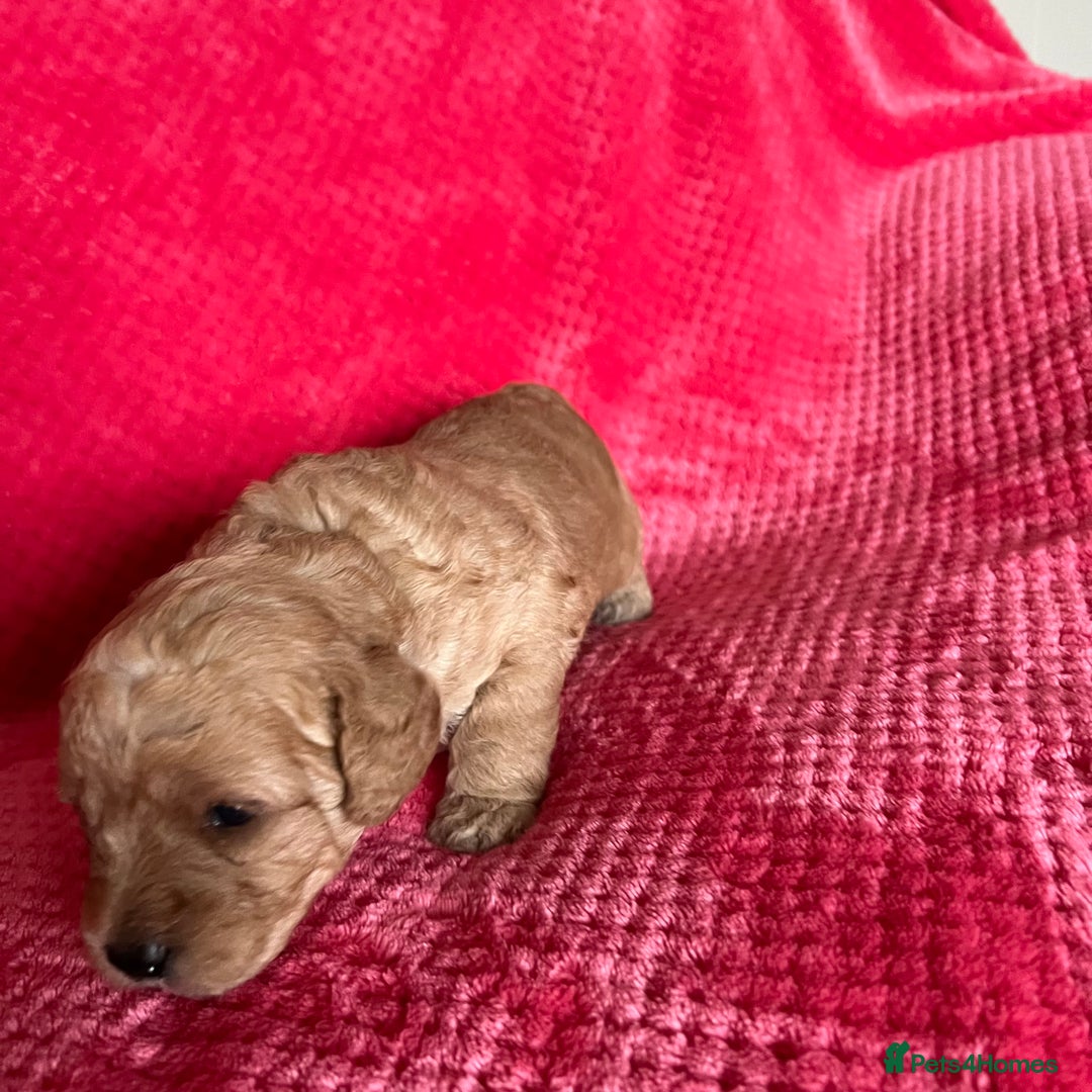 Labradoodle dogs for sale: F1b Australian Labradoodles - Advert 4