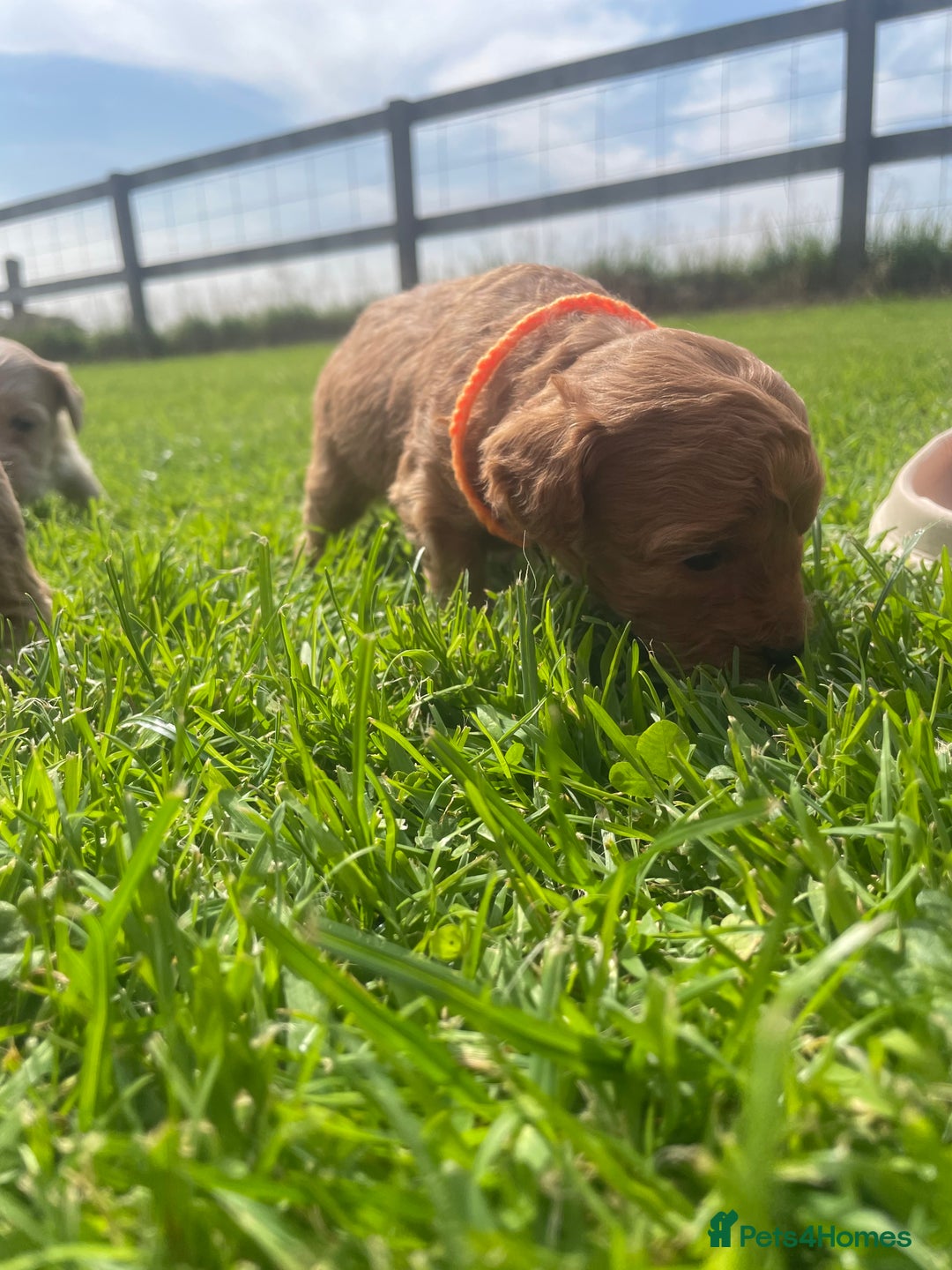 Maltipoo dogs for sale: Adorable F1b Maltipoo Puppies 4 Boys Available 🐾 - Image 7
