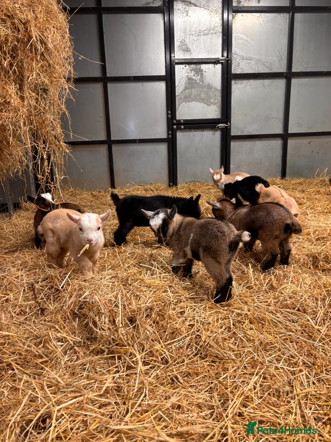 Goats livestock for sale: Gorgeous Pygmy Goats - Ready from mid April  - Advert 7