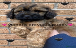 Cavapoo dogs for sale: 💖 F1B Cavapoo Puppies FULLY DNA TESTED 💖 - Image 39