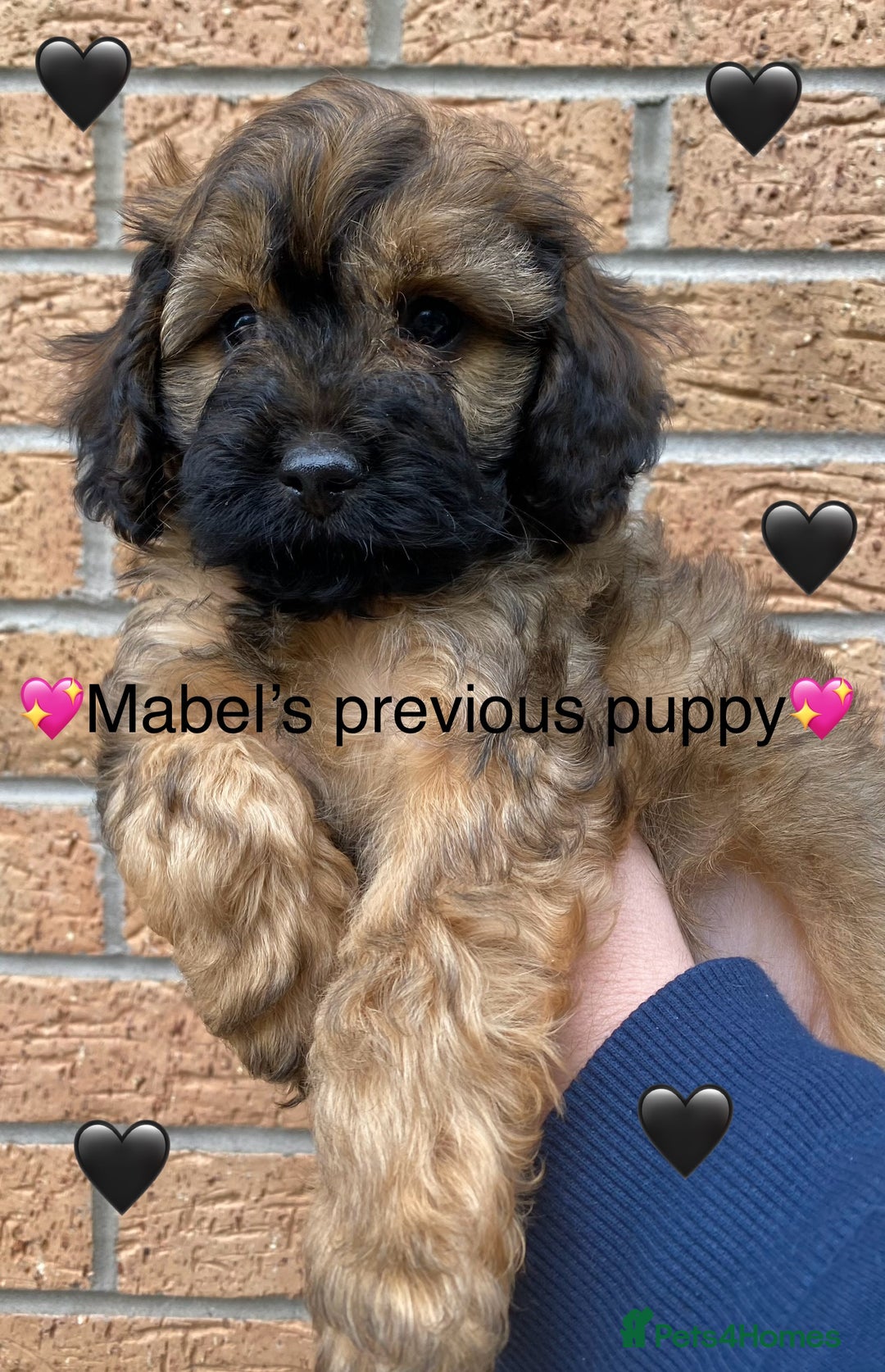 Cavapoo dogs for sale: 💖 F1B Cavapoo Puppies FULLY DNA TESTED 💖 - Image 39