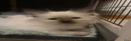 Ragdoll cats for sale: Ragdoll Kittens  - Advert 11
