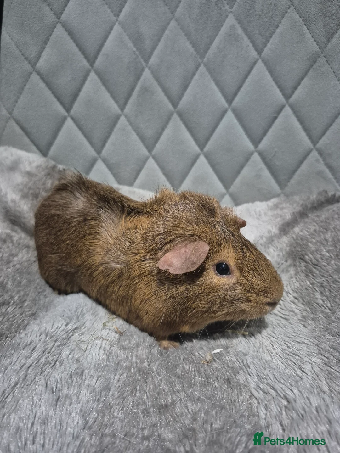 Guinea Pig rodents for sale: Baby Guinnea Pigs - Advert 2