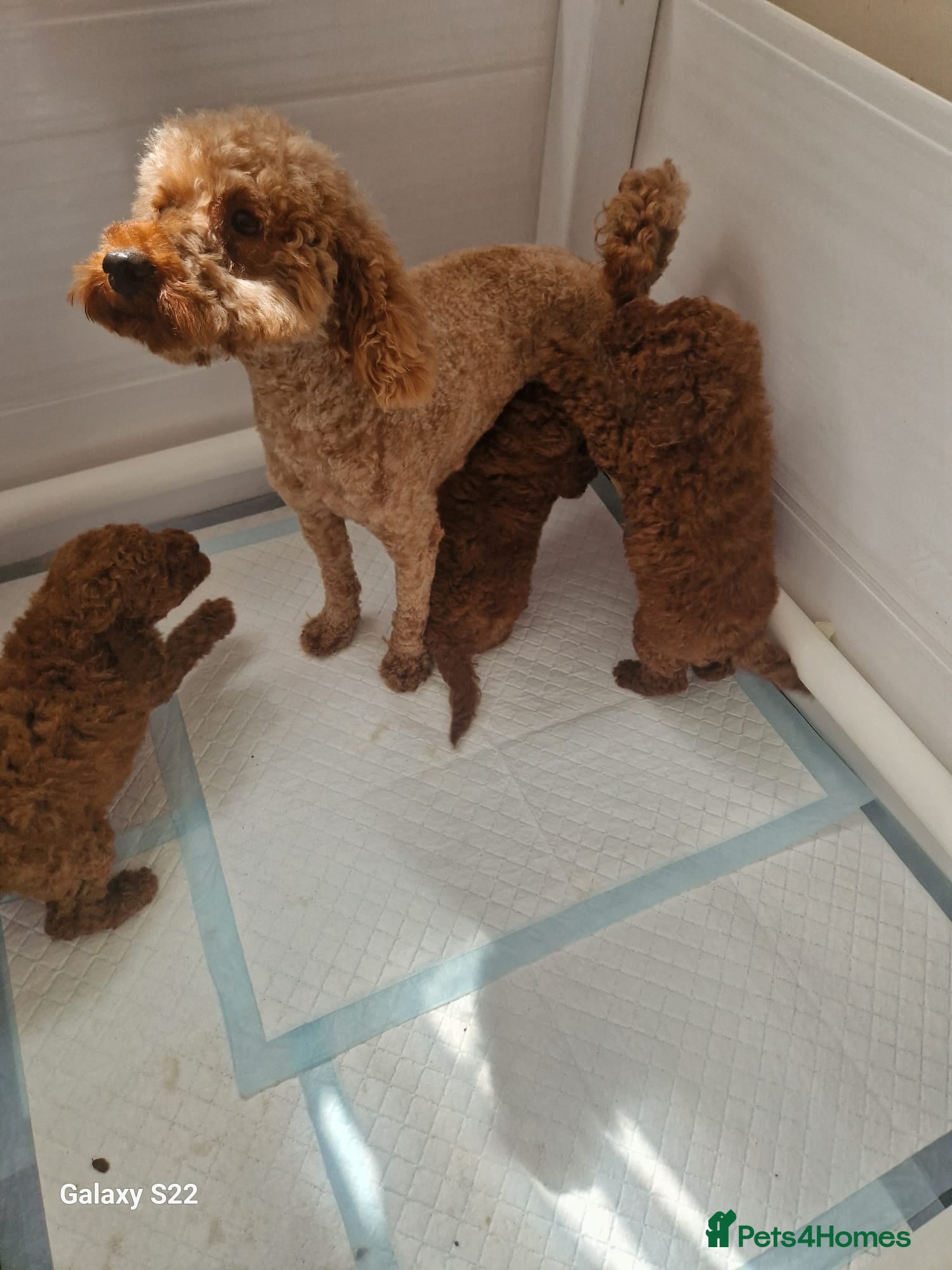 Miniature Poodle dogs for sale: Miniature  Poodle  in Wigan - Advert 3
