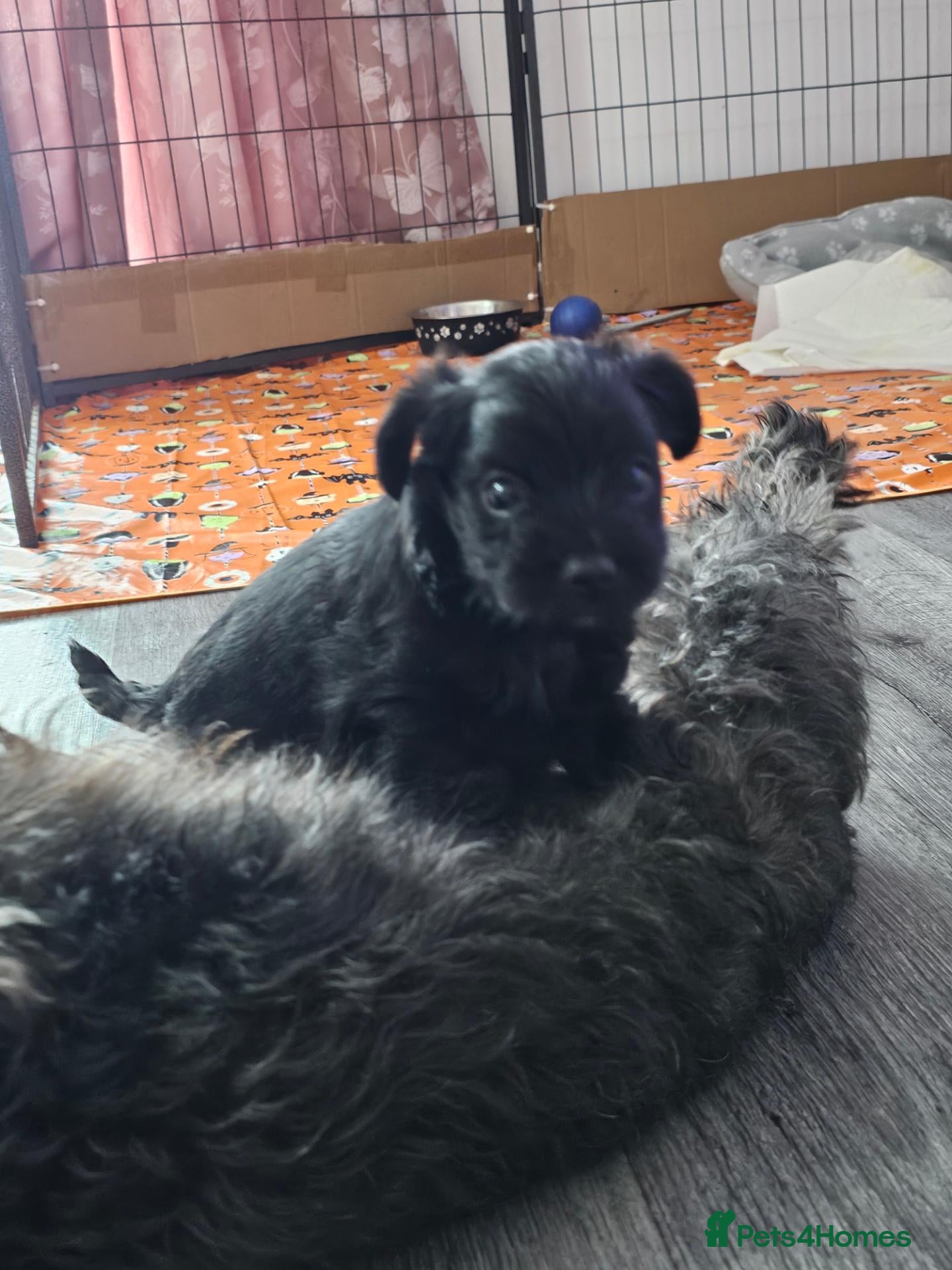 Yorkiepoo dogs Yorkipoo  - Advert 2