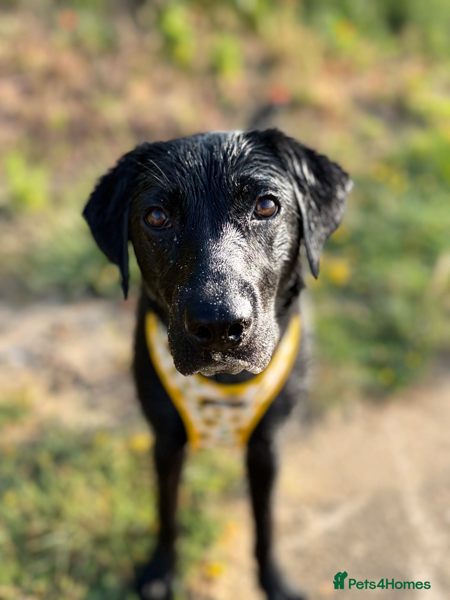 Labrador Retriever dogs Luna, 1 year old black working Labrador - Advert 4