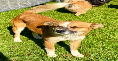 Chihuahua dogs - Advert 11