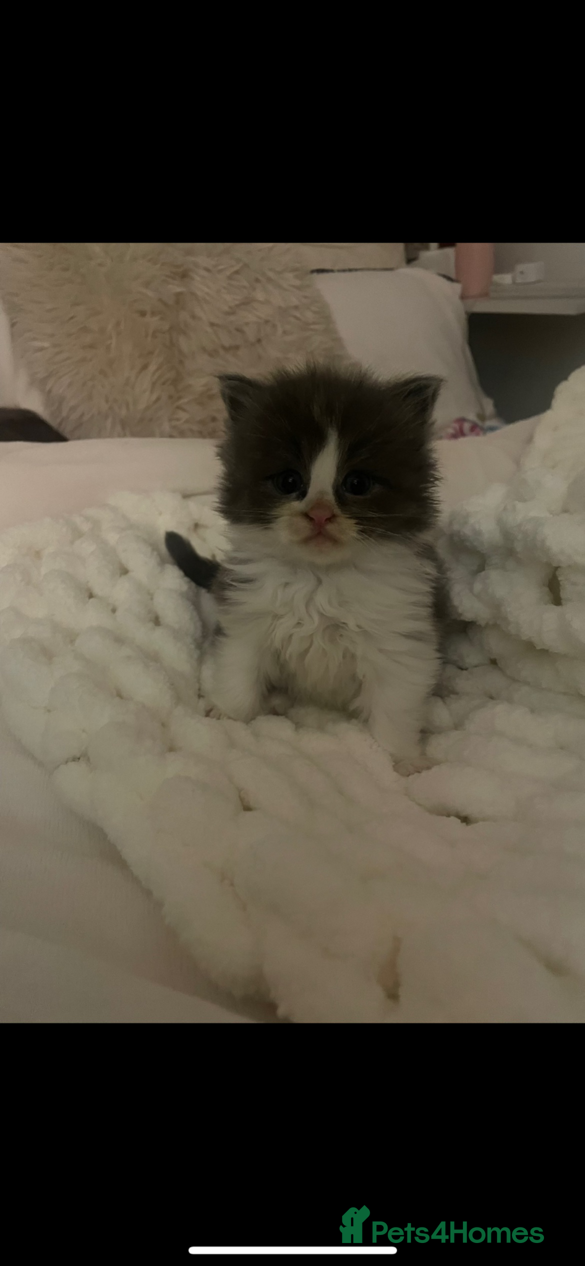 Maine Coon cats 💓Beautiful Mainecoon/Ragdoll Mix Kittens💓 - Advert 15