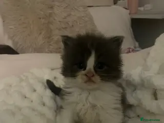 Maine Coon cats 💓Beautiful Mainecoon/Ragdoll Mix Kittens💓 - Advert 15