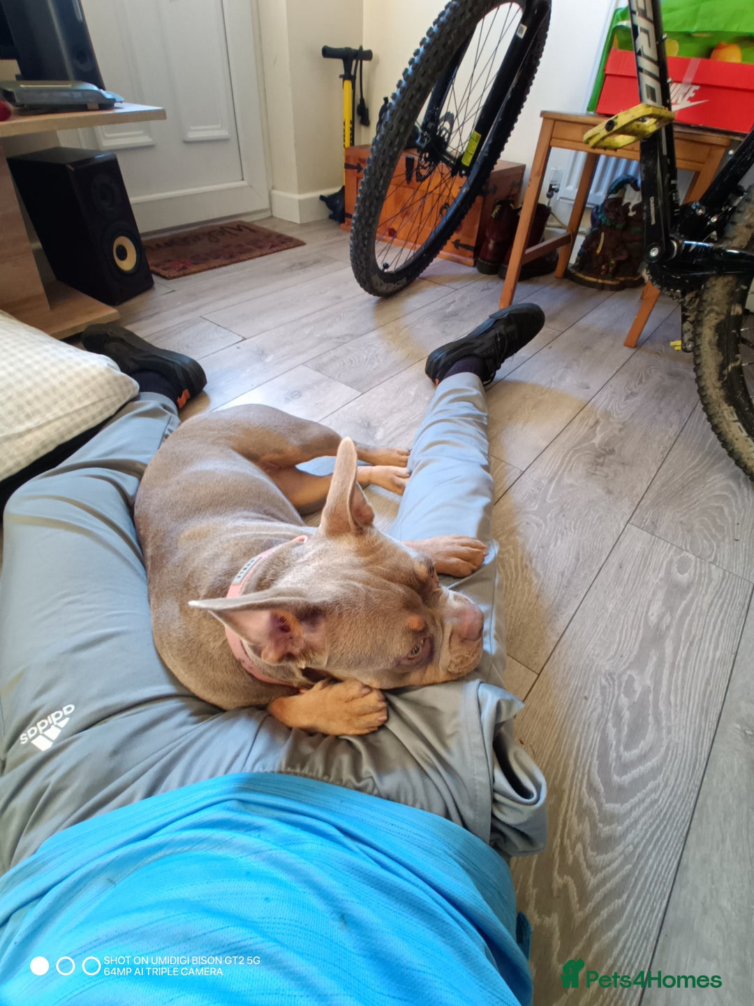 Mixed Breed dogs for sale: Honey (French bully x pocket bully) - Image 7
