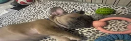 French Bulldog dogs for sale: READY TO HOME KC FRENCH BULLDOG PUPPIES - Advert 16